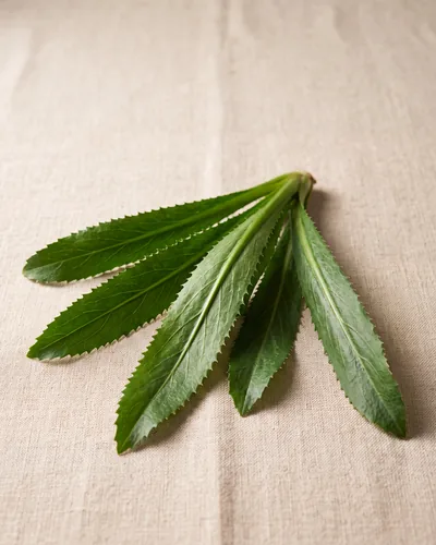 Long, strap-like, saw-toothed mid-green culantro leaves radiating from a central base in a rosette, on linen.
