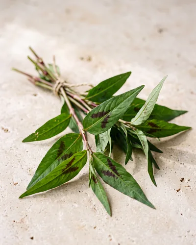 Stems of Vietnamese coriander (rau ram) on stone: elongated narrow lance-shaped leaves, each with a dark maroon chevron marking across the centre, on reddish stems.